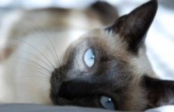 shutterstock_21889216-300x194